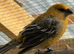 Male Pine Grosbeak