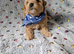 Gorgeous tiny maltipoo puppies