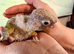 Beautiful baby pineapple conures ready by end of October