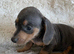 Gorgeous dachshund puppies deposit secures