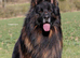 Handsome Male with a Unique pedigree