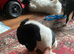 Mixed breed puppies for sale