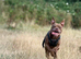 Urgent rehome