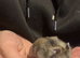 Russian dwarf hamsters