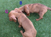 2 Adorable miniature male & female Dachshunds with Beautiful markings for sale