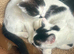 13 wk old brother and sister are looking for their forever home