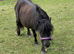 Black Miniature Shetland Mare Spsbs registered