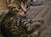 Gorgeous male tabby kitten