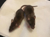 5 females  6-7 weeks old