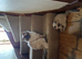 Ragdoll Kittens