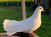 Fantail Doves/pigeons