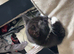 Cute & Loving Kittens Ready for New Homes