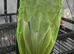 Double yellow headed amazon 6yrs old OFFER