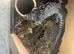 Tegu