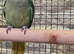 Proven female alexandrine