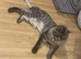 Maincoon kitten swap for a bird