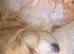 Cocker spaniel cross Chinese cresten