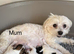 Gorgeous maltipoo puppies