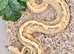 4 Healthy friendly Royal Ball Pythons