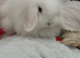 Mini lops/raised indoors/ vaccinated