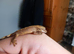 Crested baby geckos