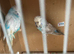 Breeding pair of exhibitions budgies