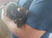 2 male rats 5 months old