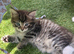 Cutest kittens ready for their Forever Homes