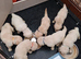 5 Golden Retriver Puppies