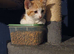 Male kitten