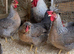 Cream crested legbar hatching eggs