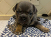Frenchie puppys