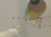 2 hen Gouldian finches