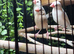 Java sparrows