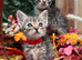 RAGDOLL MIX KITTENS