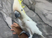 Stunning Friendly Super Affectionate Cuddly Super Tame Lesser Sulphur Crested Cockatoo Parrot,13