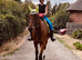 Sweet, bay TB gelding