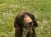 Lovely cocker dog looking for loving home