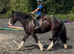 Stunning 13.2/3 Black cob gelding 4 yrs old