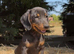 Gorgeous miniature dachshund puppies looking for there new homes