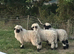 VALAIS WETHER LAMBS