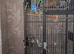 Parrott for sale