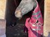 16yrs old stunning Fresian