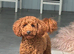 KC Registered miniature poodle for stud