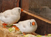 This years Zebra finches
