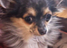 Beautiful Female Chihuahua