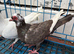 English Barbs for Sale – Birmingham