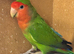 Male lovebird