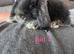 Pure healthy mini lop kits(Stunning)