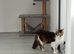 Norwegian Forest X Longhair female